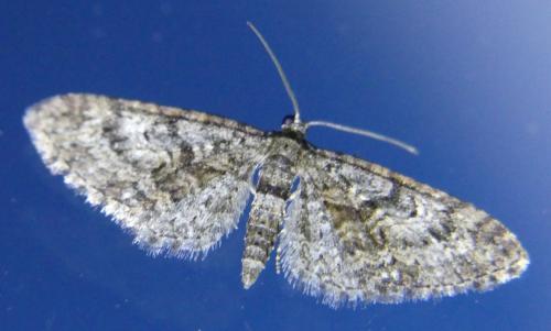 Eupithecia cocciferata